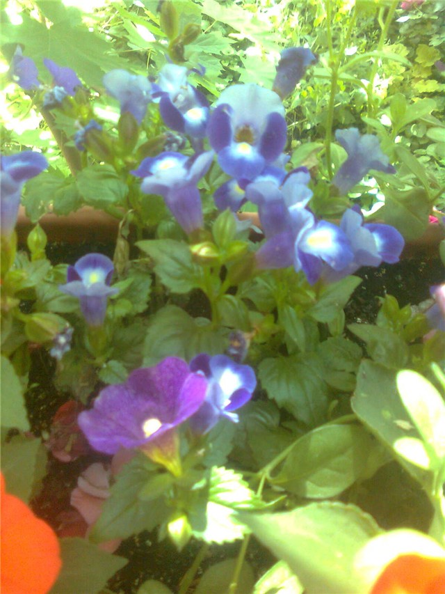 torenia